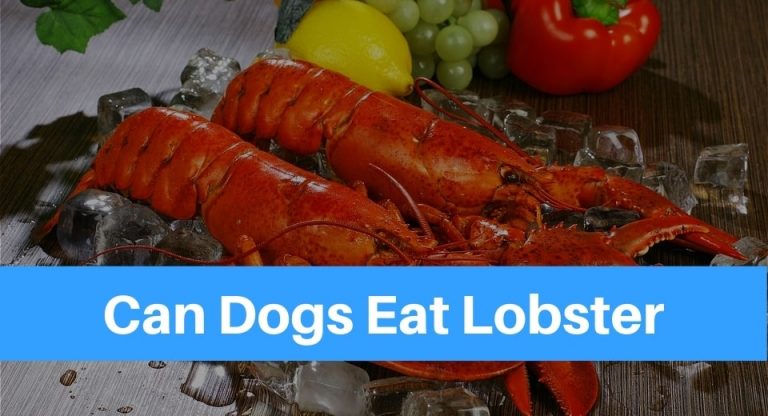 Lobster Can Dogs Eat Lobster