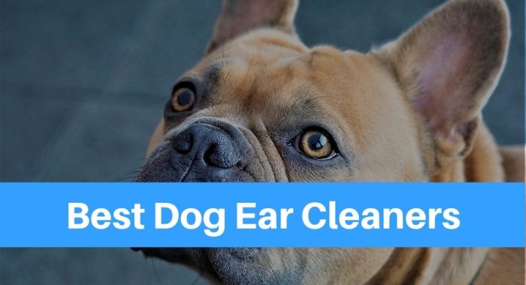 7 BEST Dog EAR CLEANERS to Keep the Pair INFECTION-FREE!