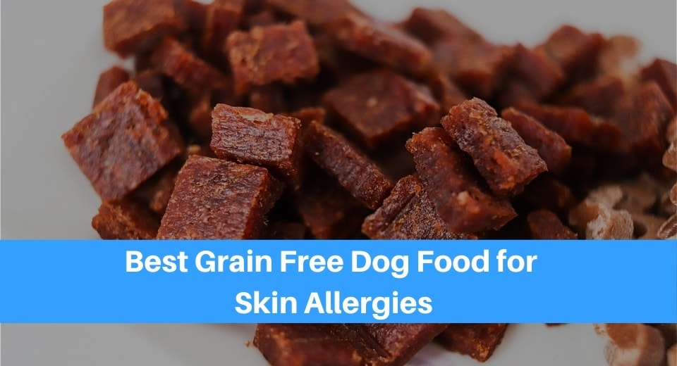 Best Grain Free Dog Food for Skin Allergies
