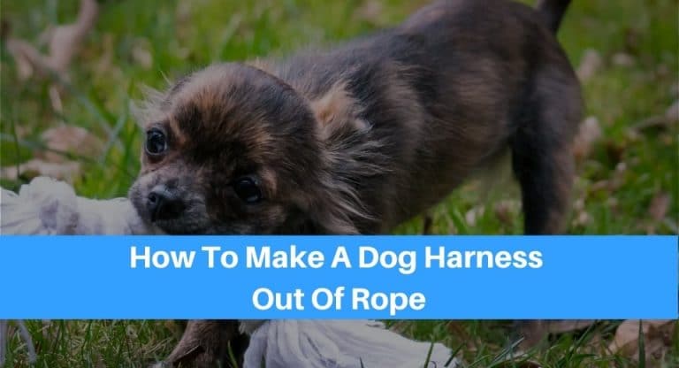a photo of a small dog biting white rope