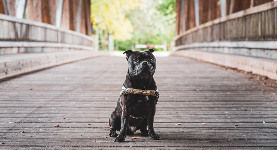Here's How You Put On An Easy Walk Dog Harness 3