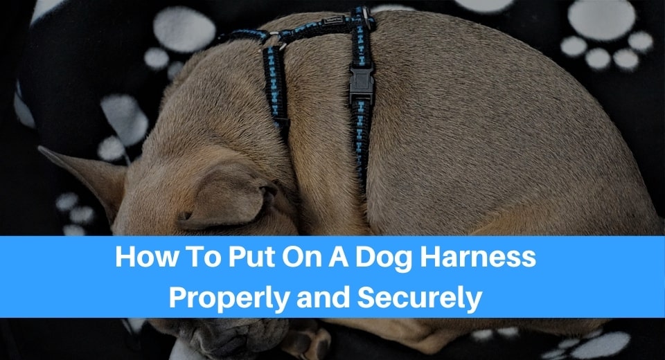 How-You-Properly-And-Securely-Put-A-Harness-On-Your-Dog