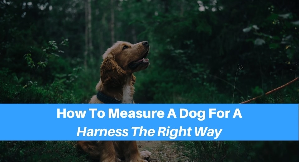 Measure Your Dog For A Harness The Right Way