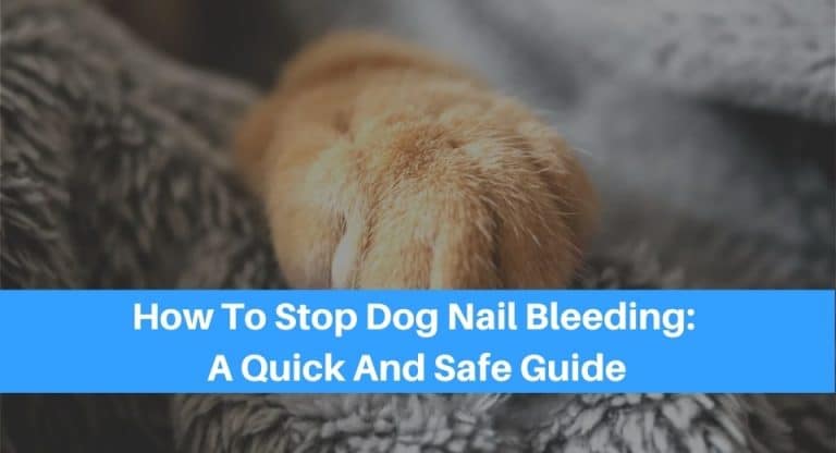 This Is How You Can Stop Your Dog's Nail Bleeding