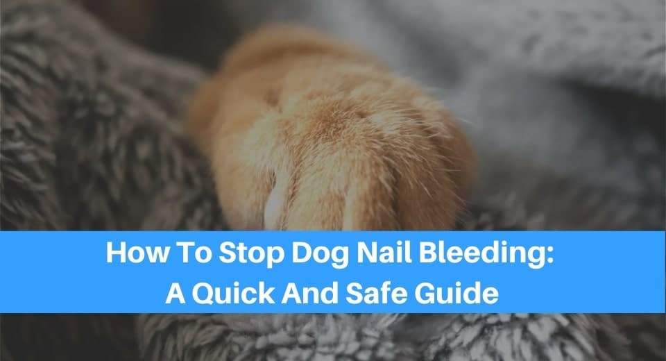 How To Stop Dog Nail Bleeding: A Quick And Safe Guide