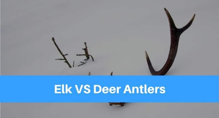 Elk VS Deer Antlers