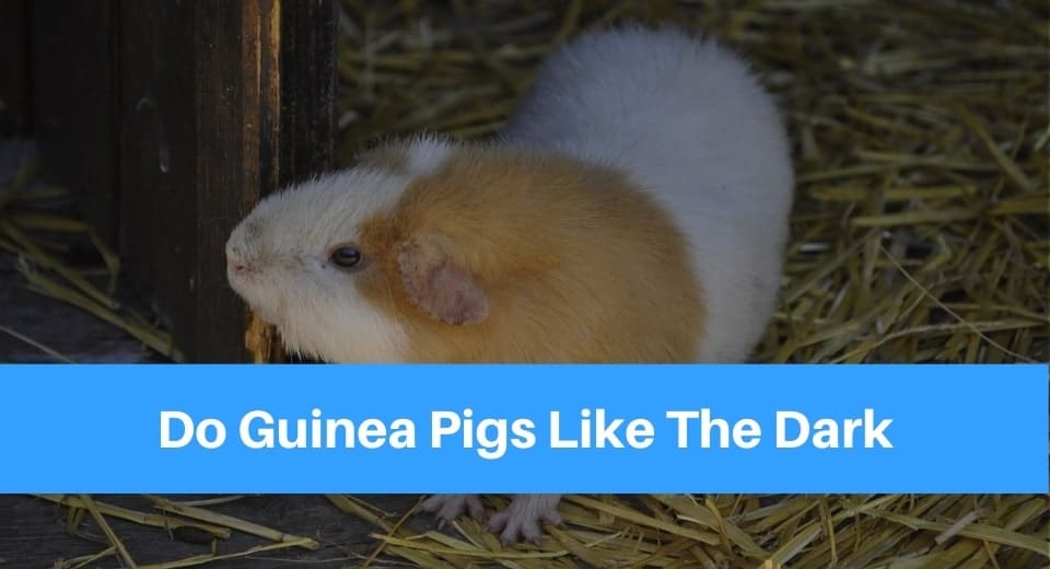 guinea-pigs-like-dark