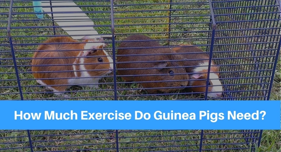 guinea-pigs-need-exercise