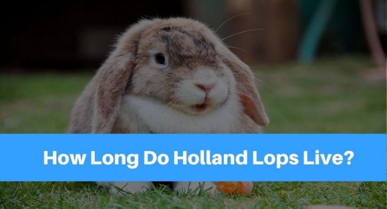 holland-hops
