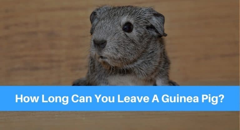 how-long-can-you-leave-a-guinea-pig