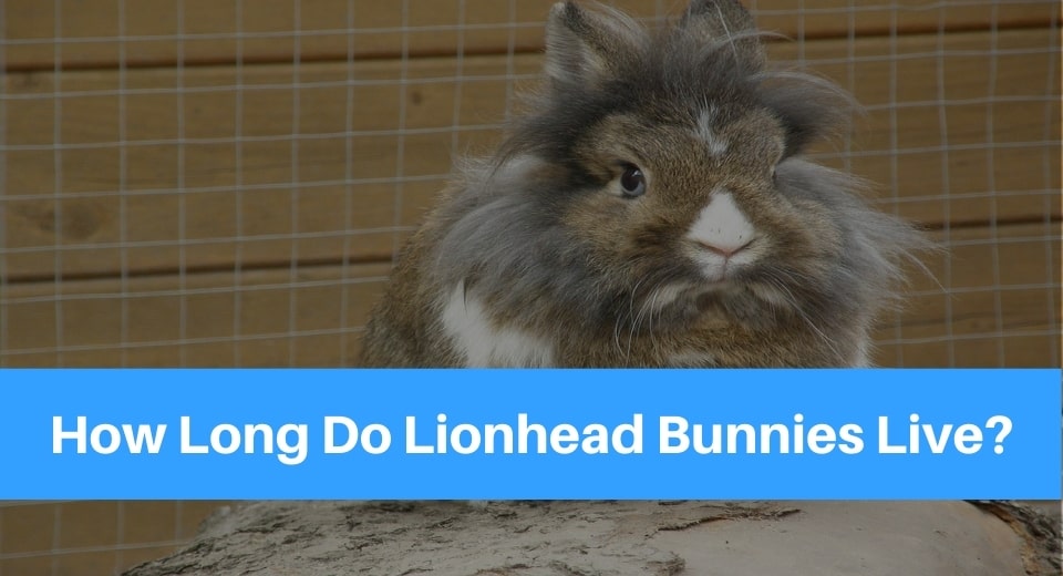 lionhead-bunnies