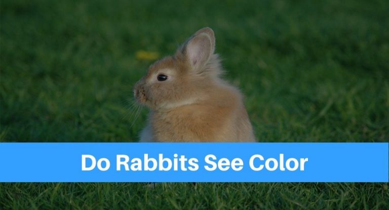 rabbit-see-color