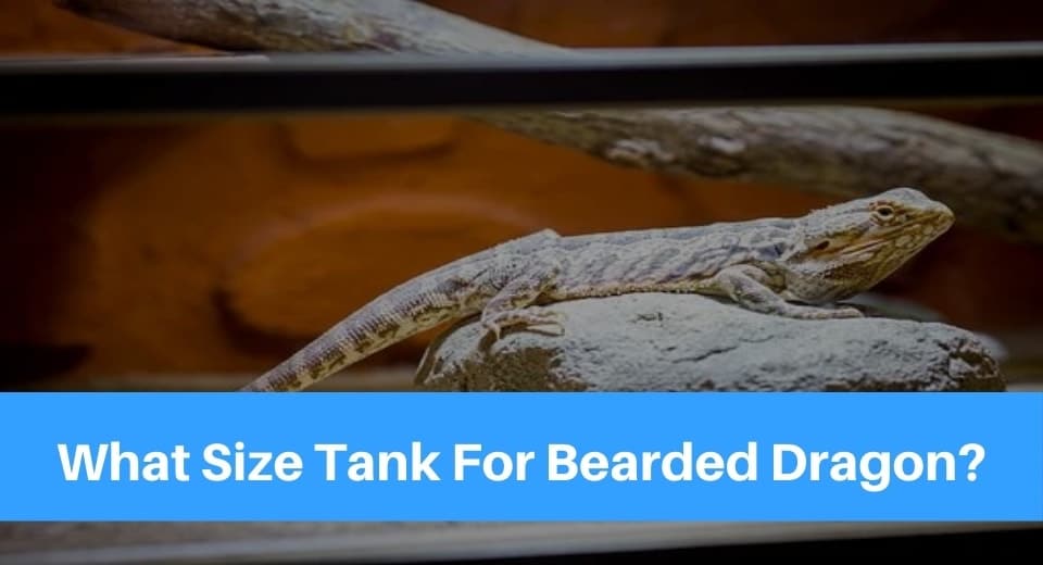 bearded-dragon-tank-size