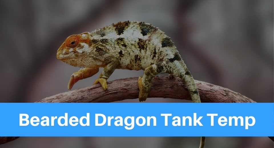 bearded-dragon-tank-temp