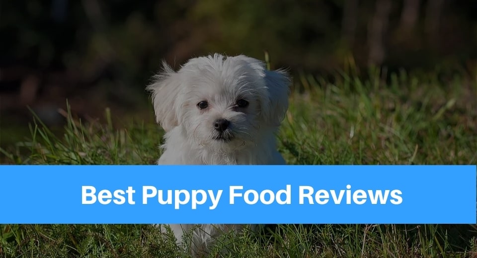 best-puppy-food