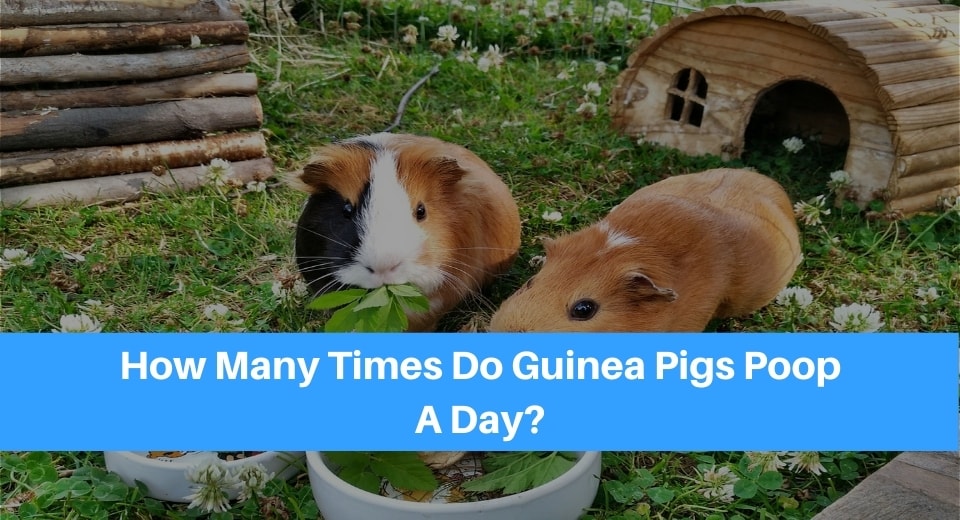 guinea-pigs-poop