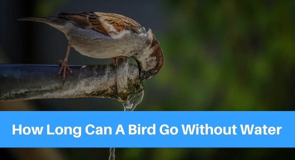 how-long-birds-go-without-water