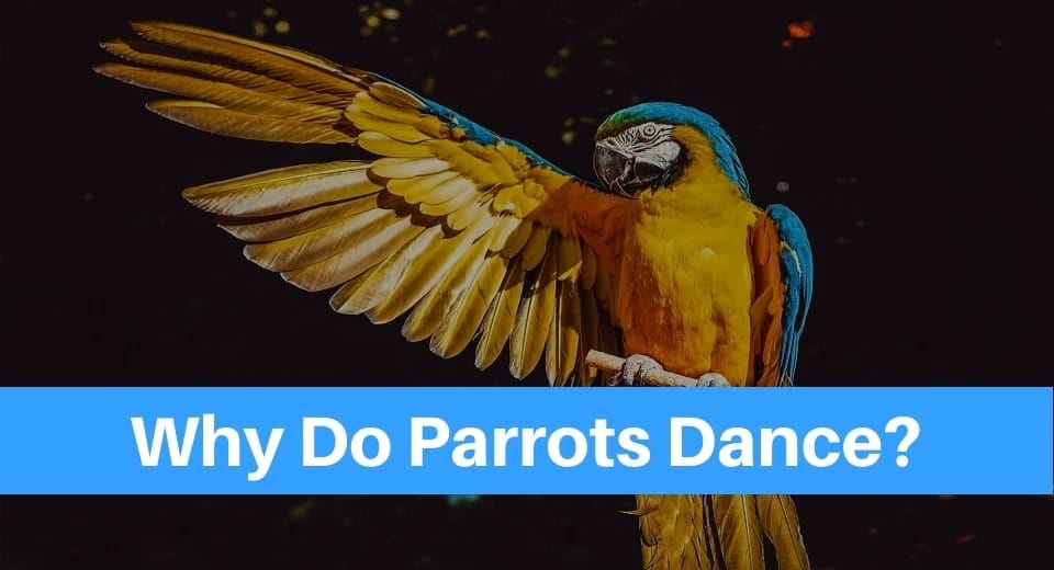 parrots-dance