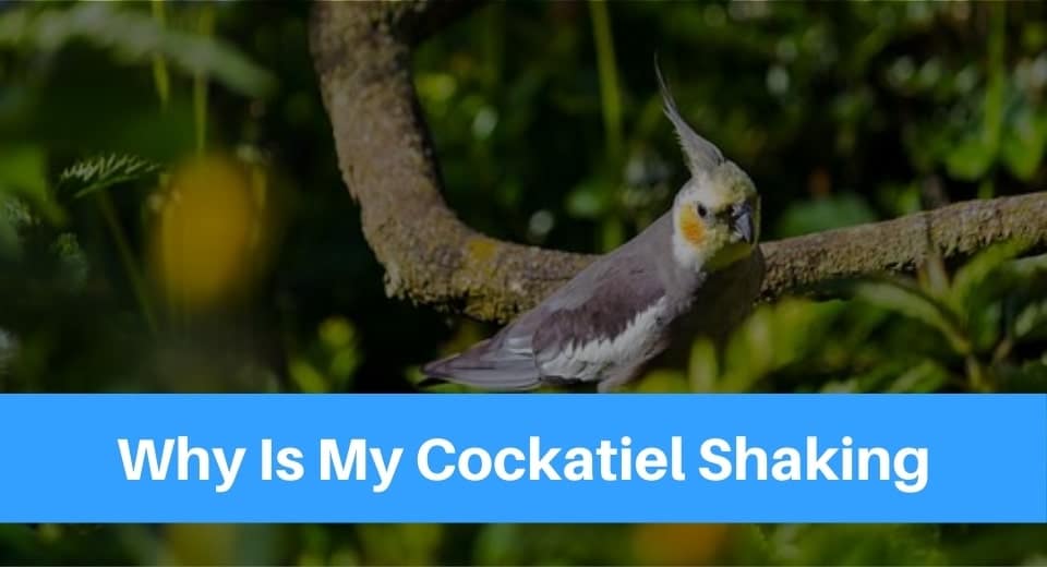 why-is-my-cockatiel-shaking