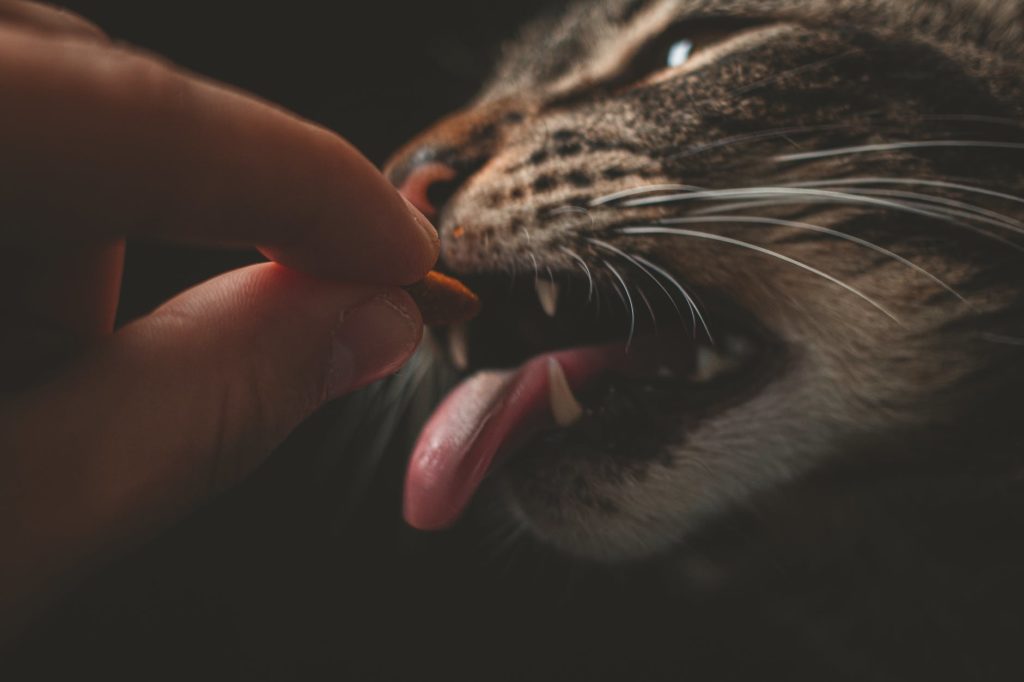 hand feeding a cat