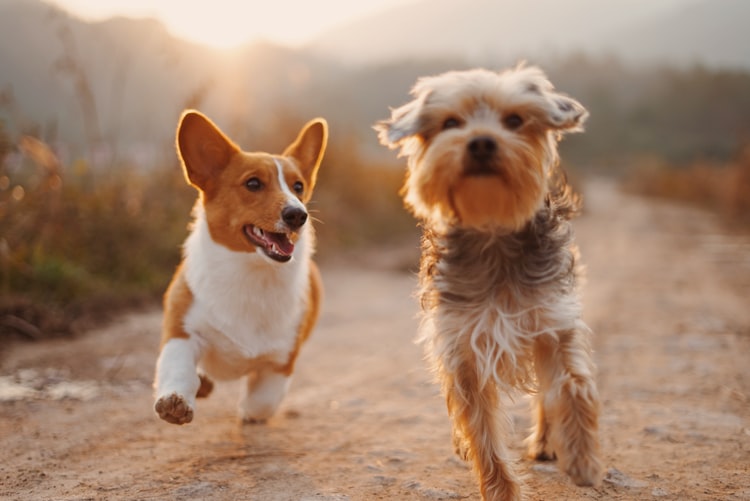 white and brown dogs running on dirt road
