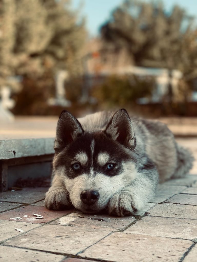 puppy lying on the ground
