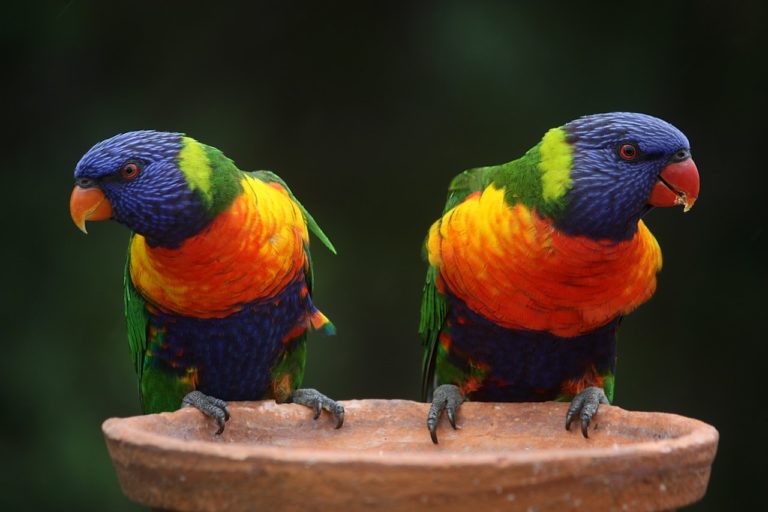 Blue and green parrots