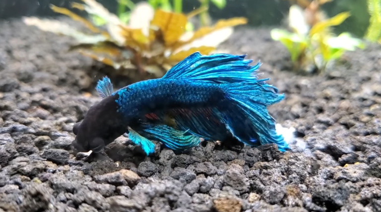 blue Betta Fish