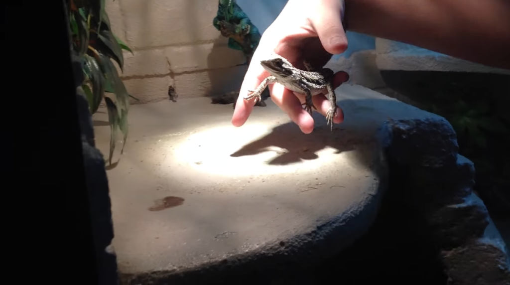 putting a baby bearded dragon in its enclosure