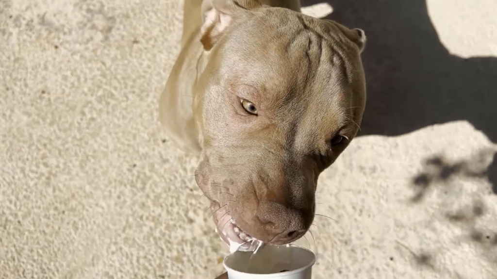 Pitbull eating ice cream