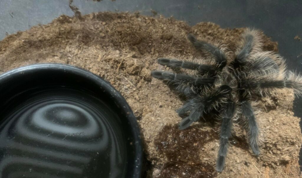 Tarantula in an enclosure