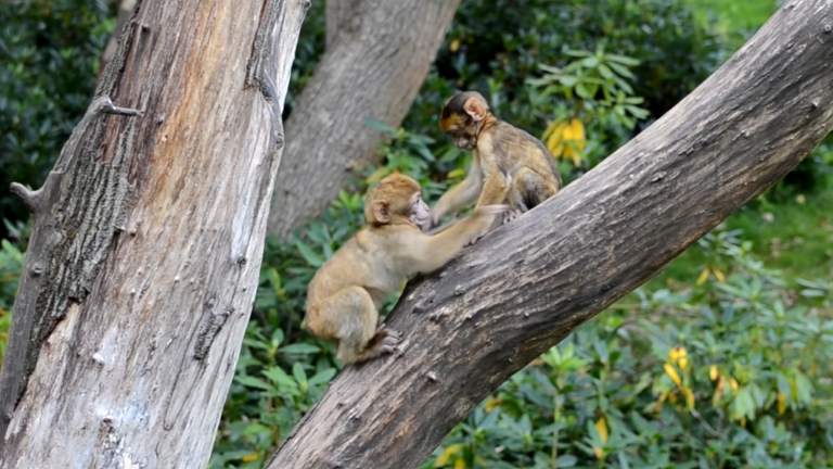 monkeys on a tree