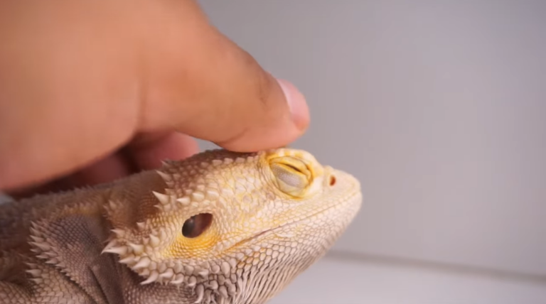 petting bearded dragon