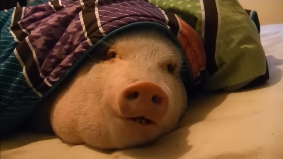 pig on a bed