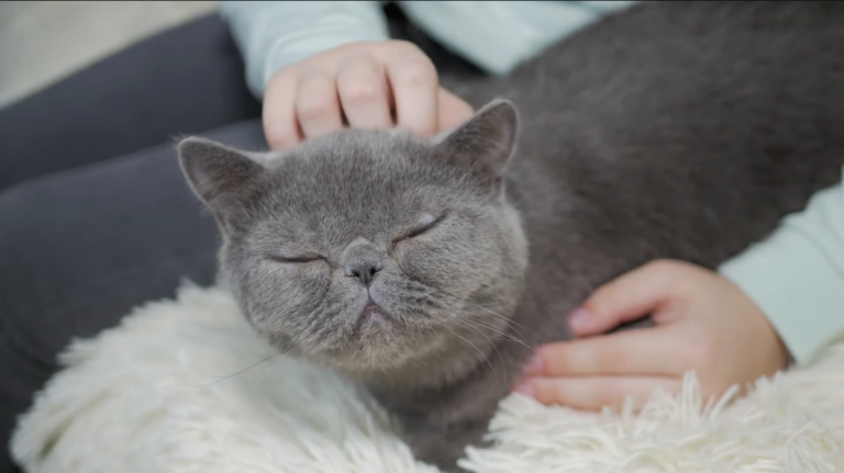 sleeping grey cat