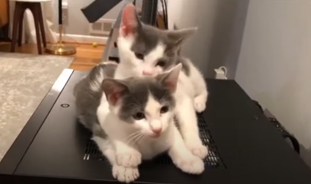 twin kittens