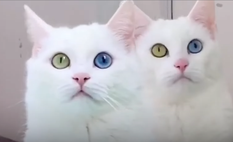 twin white cats
