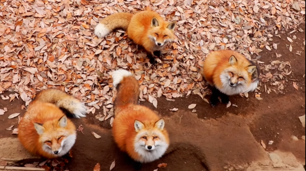 Japanese fox