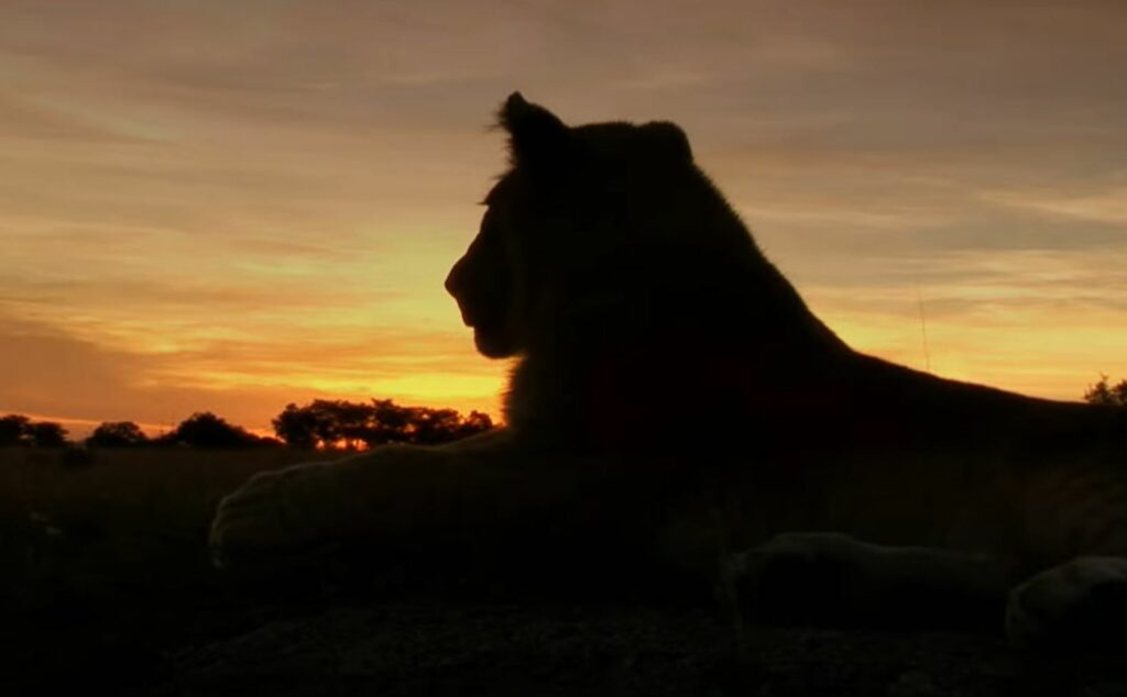 Lioness Silhouette