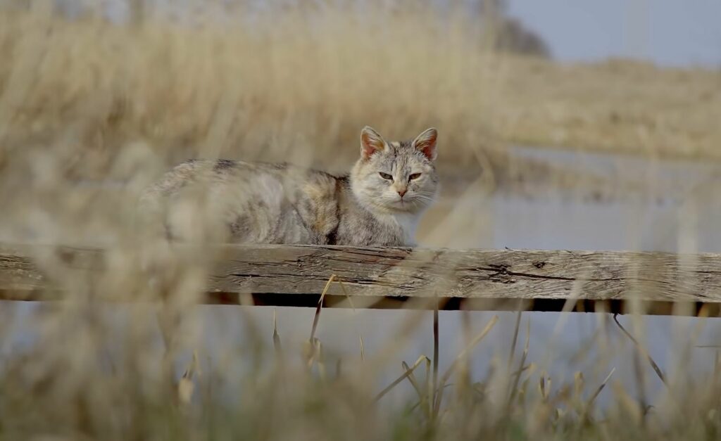 Cat chilling on a plank