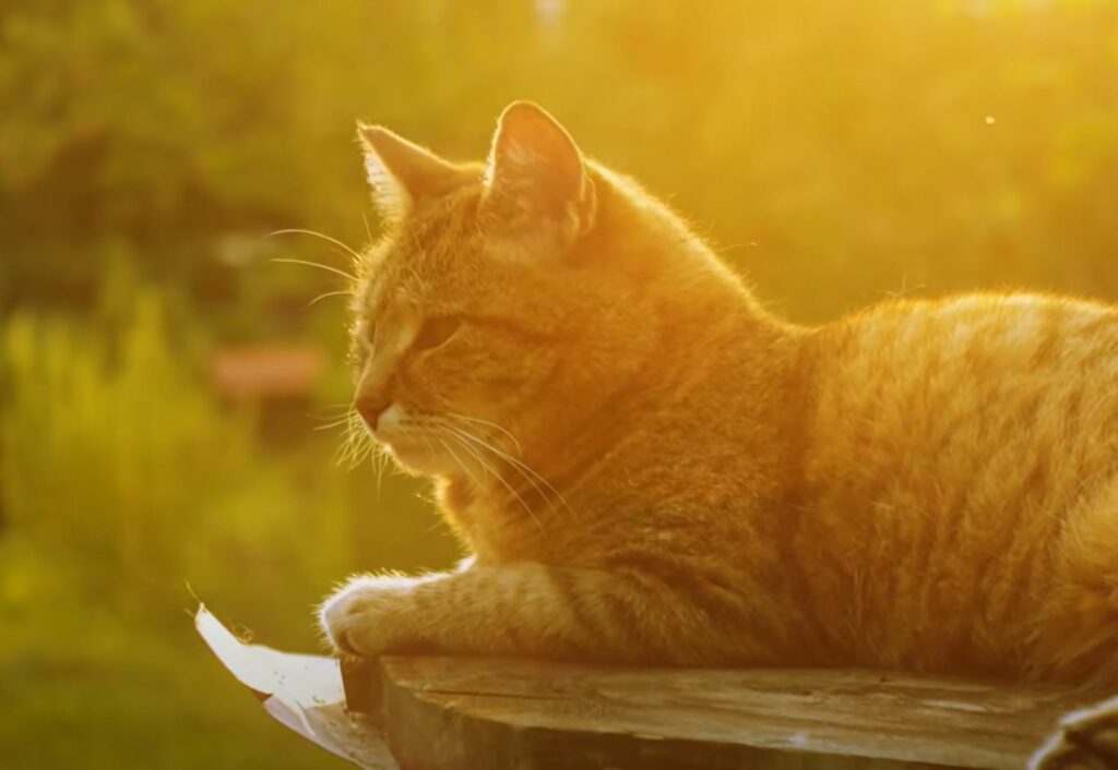 Sunset cat