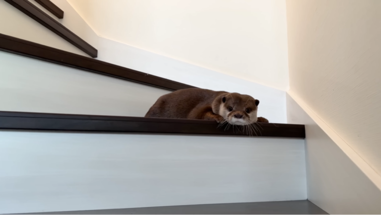 seam otter on stairs