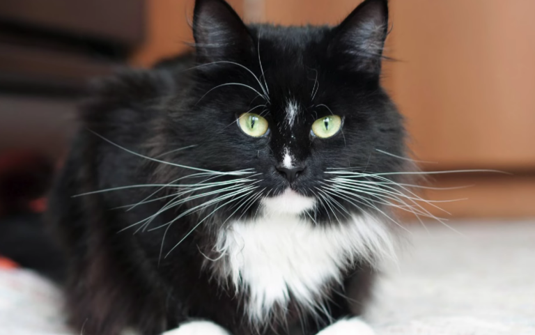 Tuxedo or black and white cat