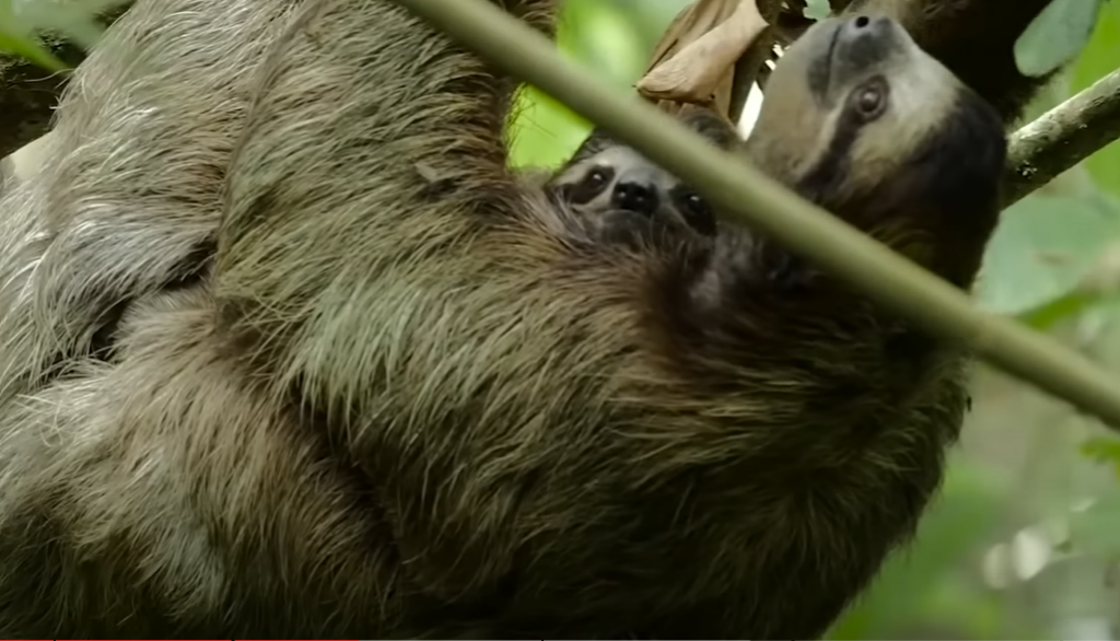 mother and baby sloth
