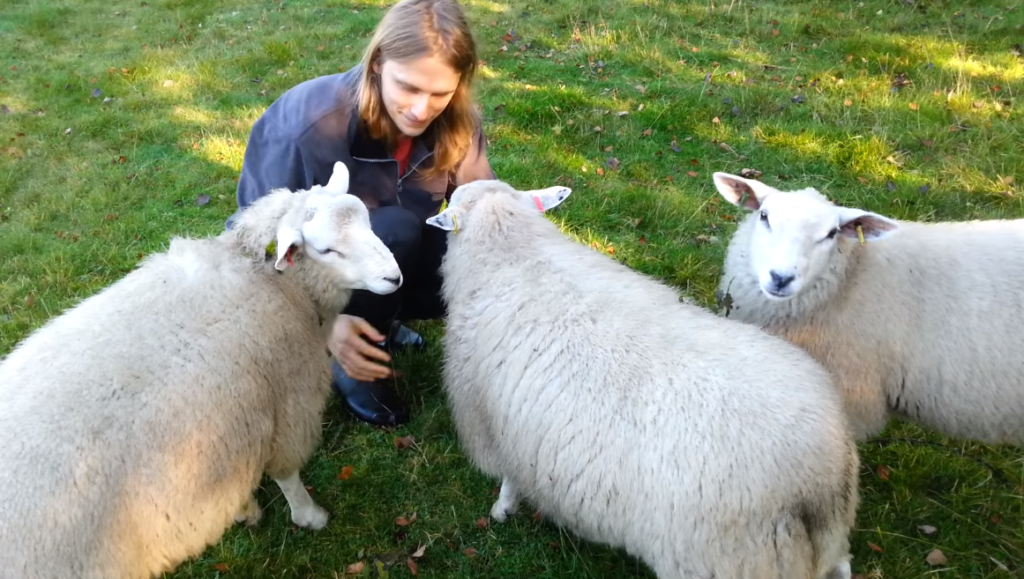 petting sheep