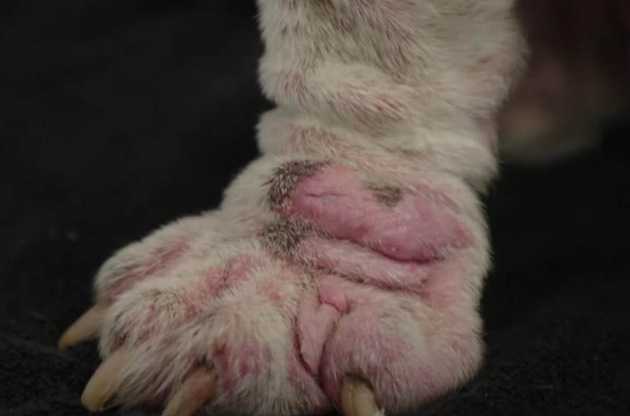 dog feet infected with mites