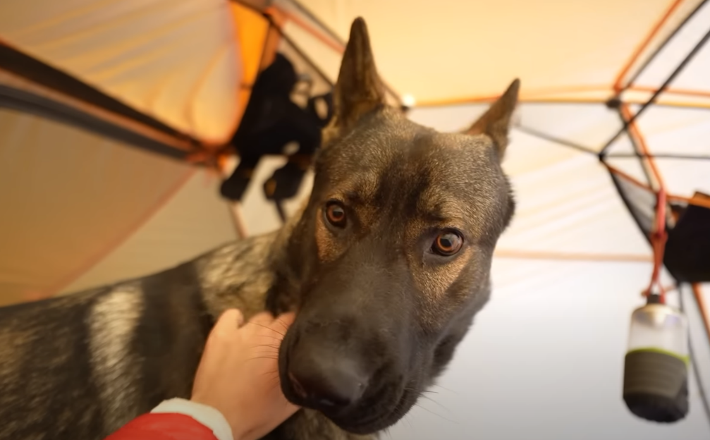 dog inside a camping tent