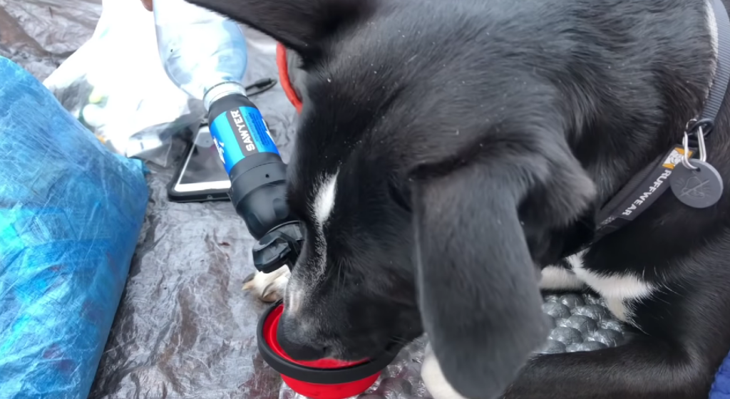 feeding dog with water
