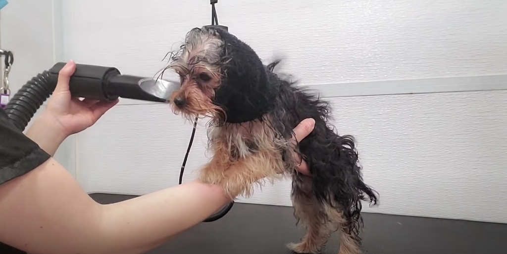 grooming a yorkshire terrier