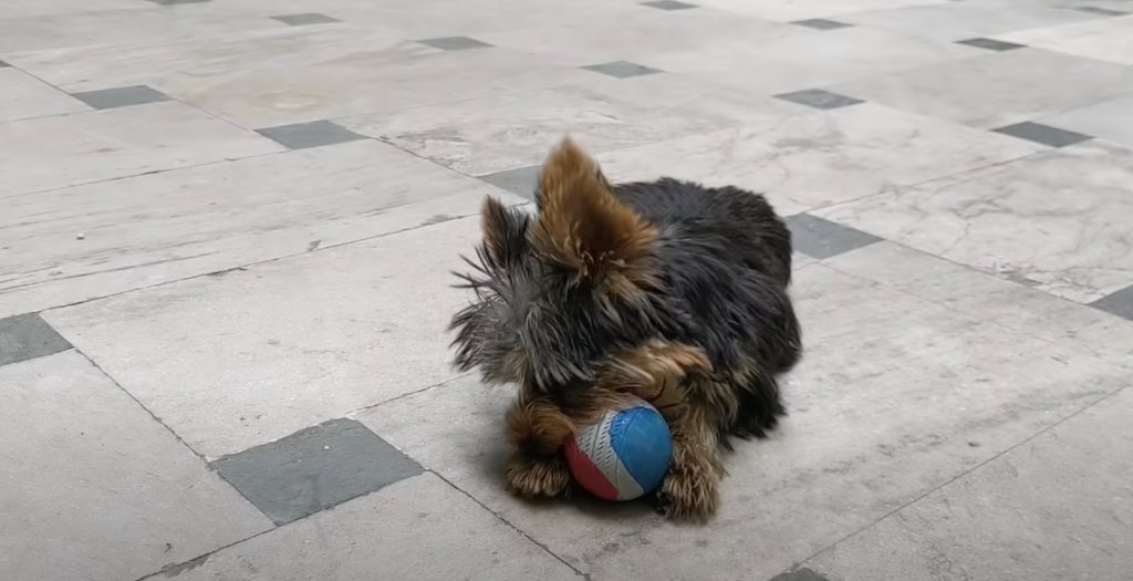 yorkie playing with a ball